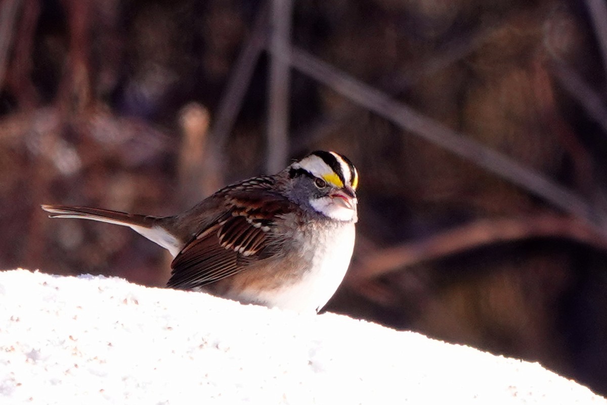 Белогорлая зонотрихия - ML646589466