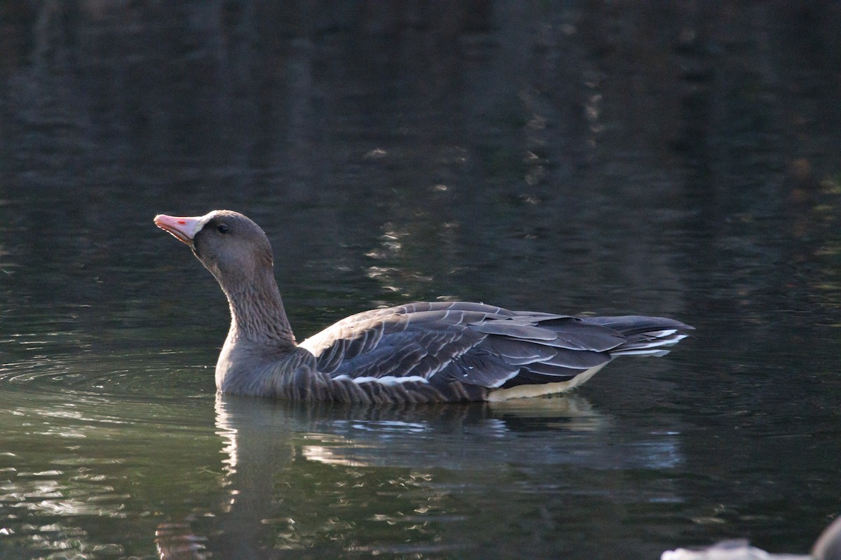 Greater White-fronted Goose - ML646589487