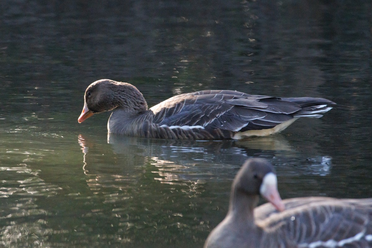 Greater White-fronted Goose - ML646589489