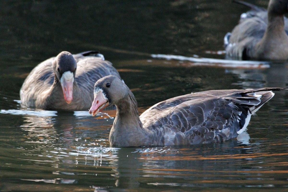 Greater White-fronted Goose - ML646589490