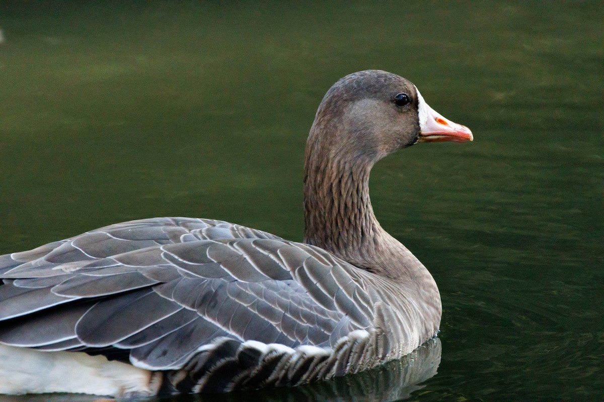 Greater White-fronted Goose - ML646589491