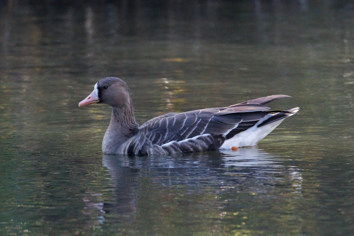 Greater White-fronted Goose - ML646589492