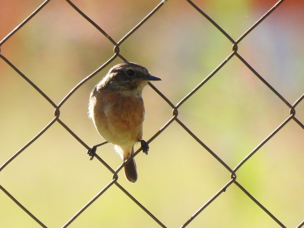 European Stonechat - ML646589493