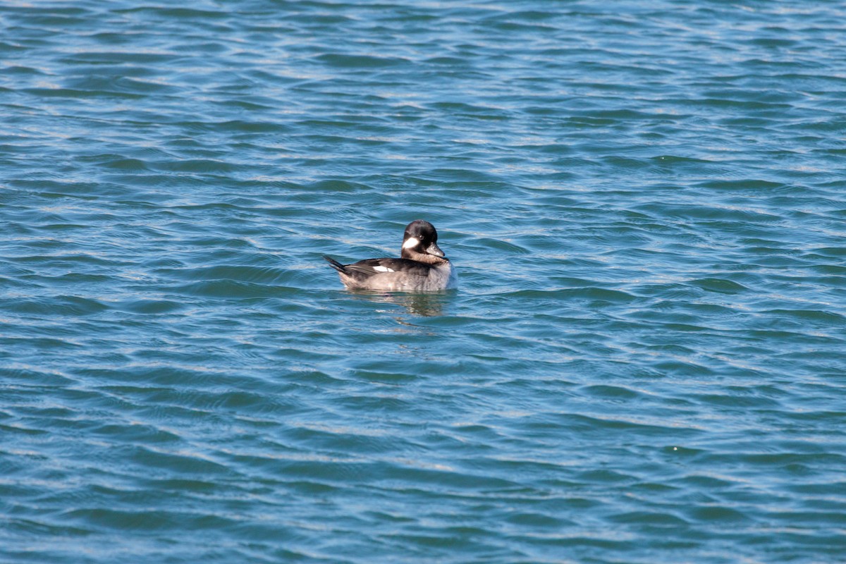 Bufflehead - ML646589494
