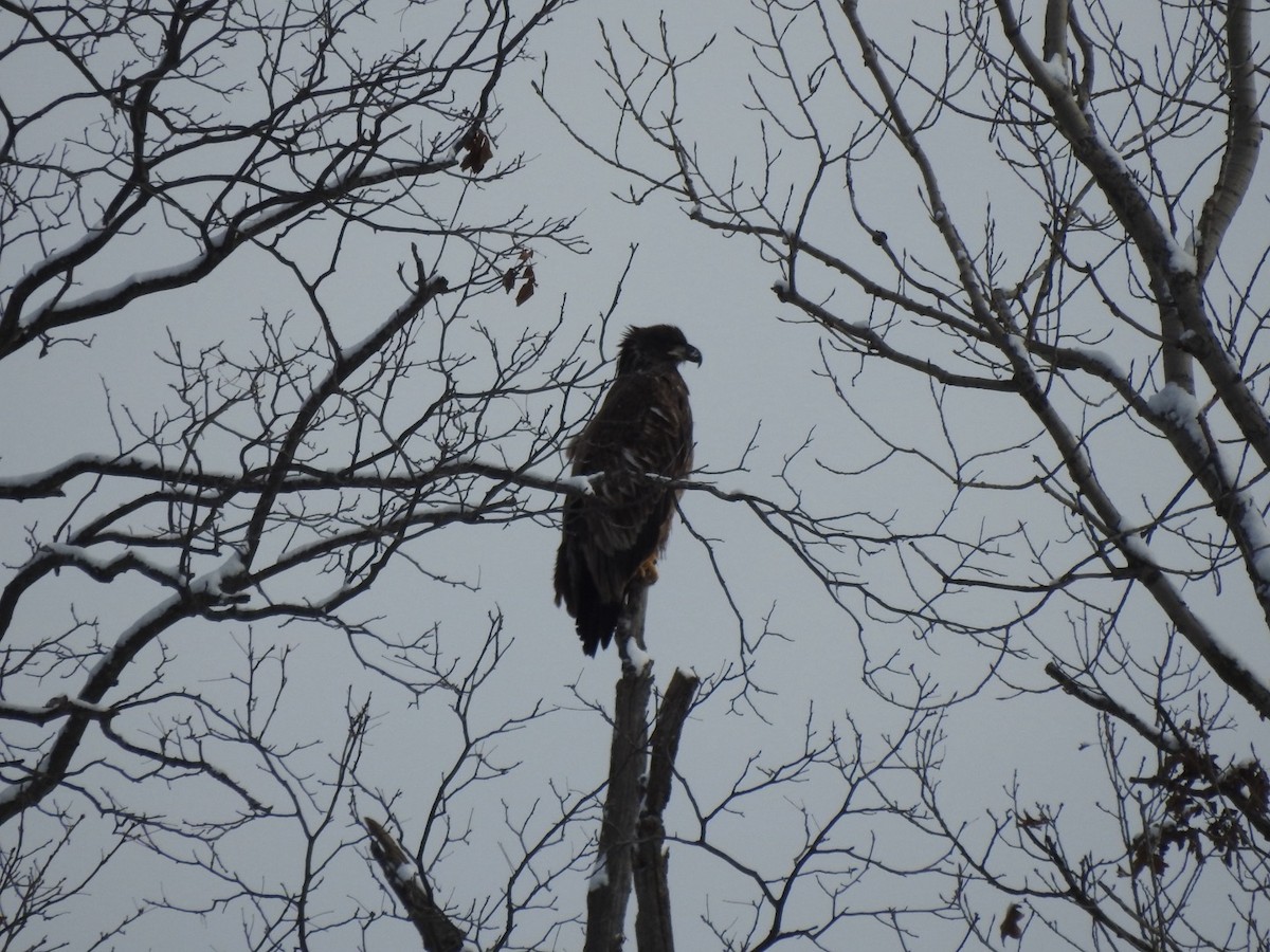 orel bělohlavý - ML646589505