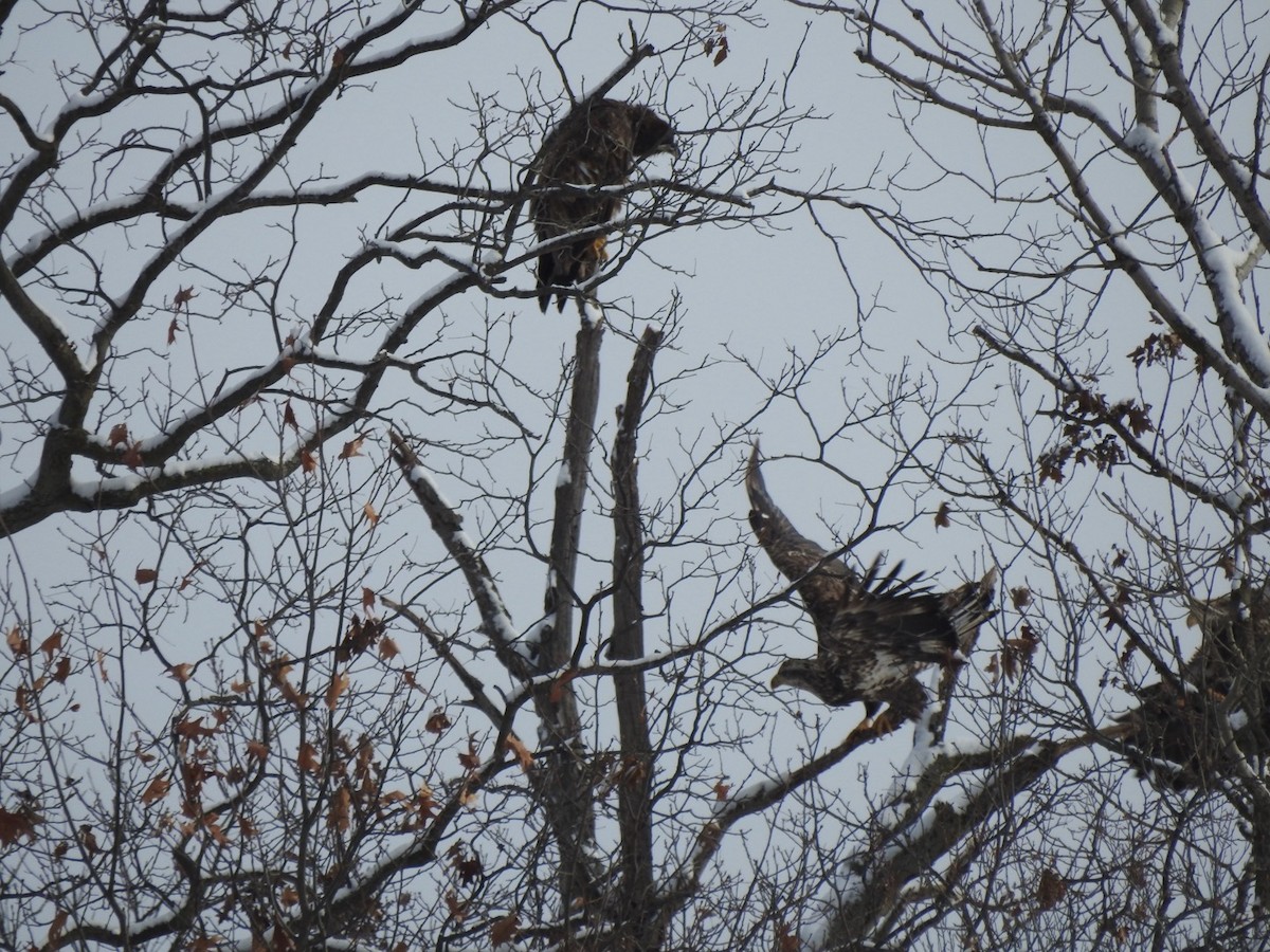 orel bělohlavý - ML646589506