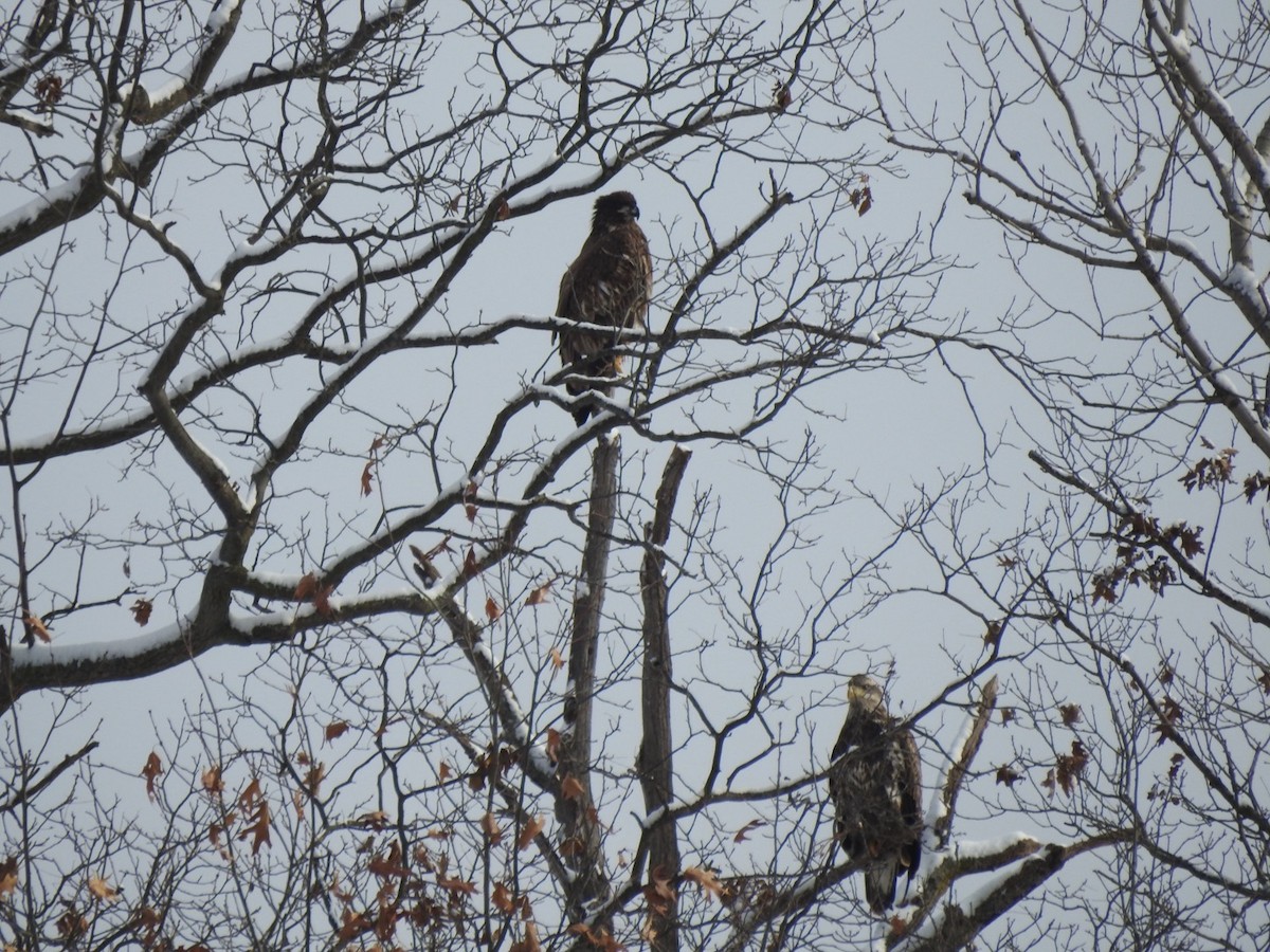 orel bělohlavý - ML646589507