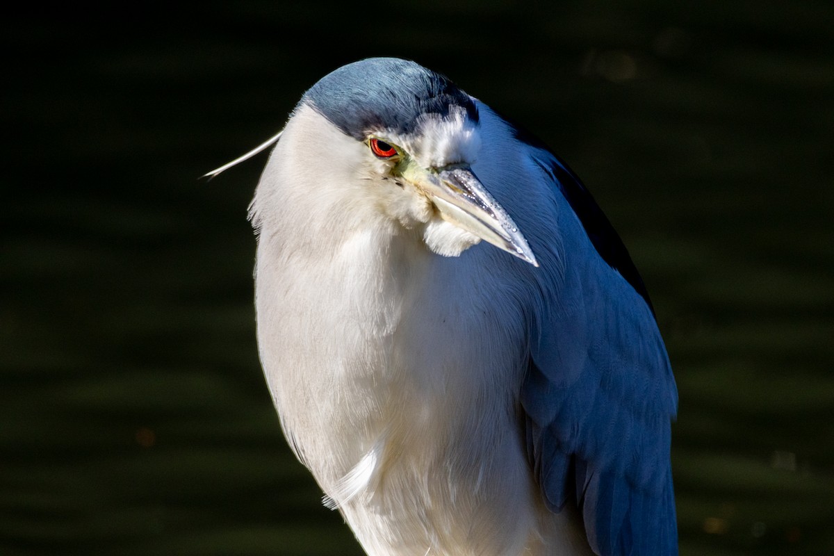 Black-crowned Night Heron - ML646589508
