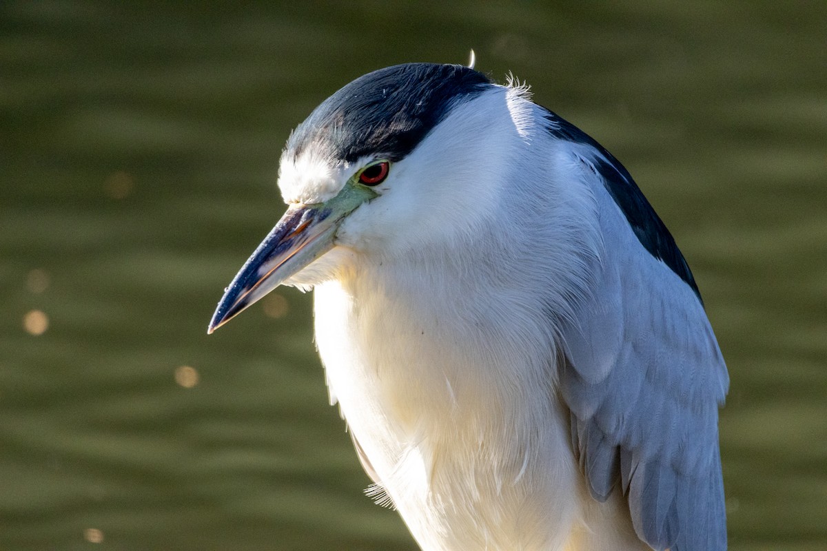 Black-crowned Night Heron - ML646589509