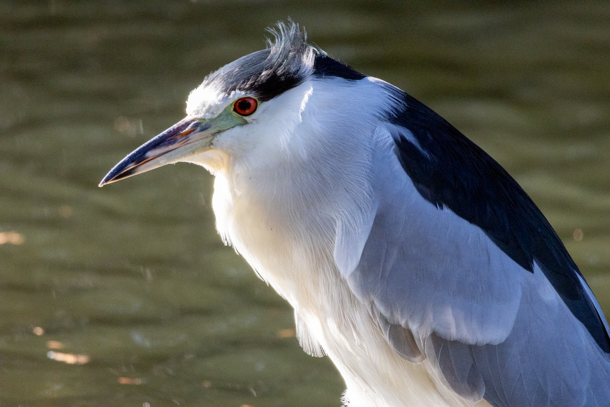 Black-crowned Night Heron - ML646589510