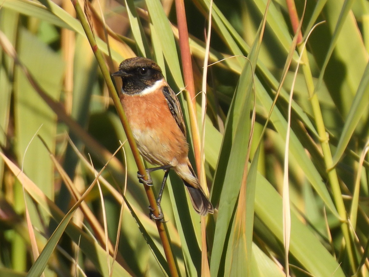 European Stonechat - ML646589511
