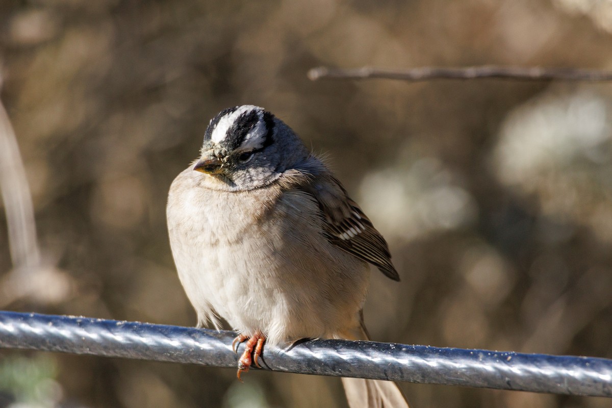 White-crowned Sparrow - ML646589519