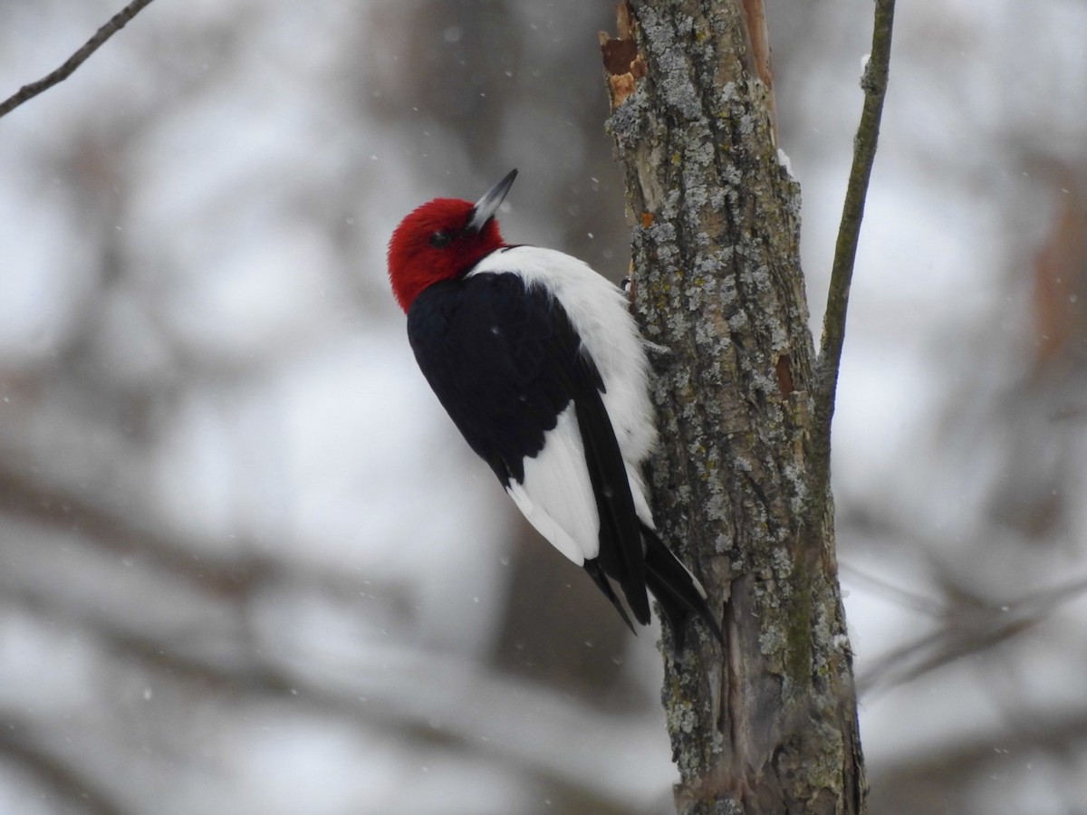 datel červenohlavý - ML646589521