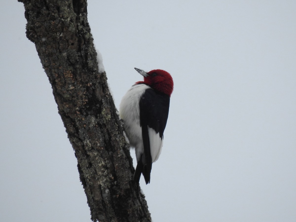 datel červenohlavý - ML646589522