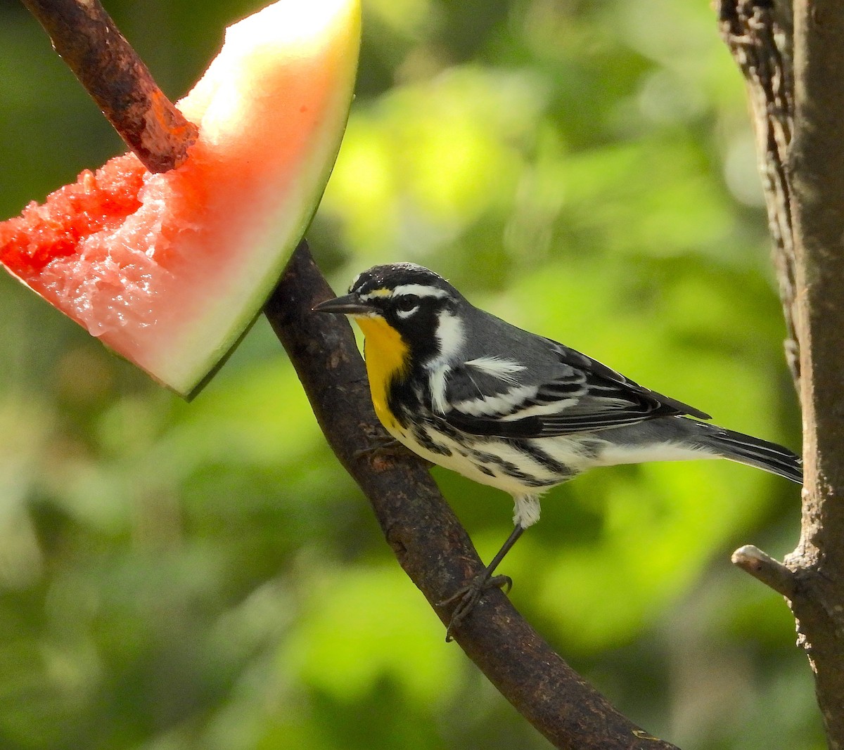 Yellow-throated Warbler - ML646589524