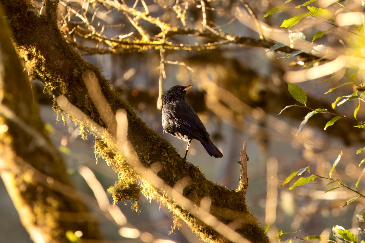 Blue Whistling-Thrush - ML646589525