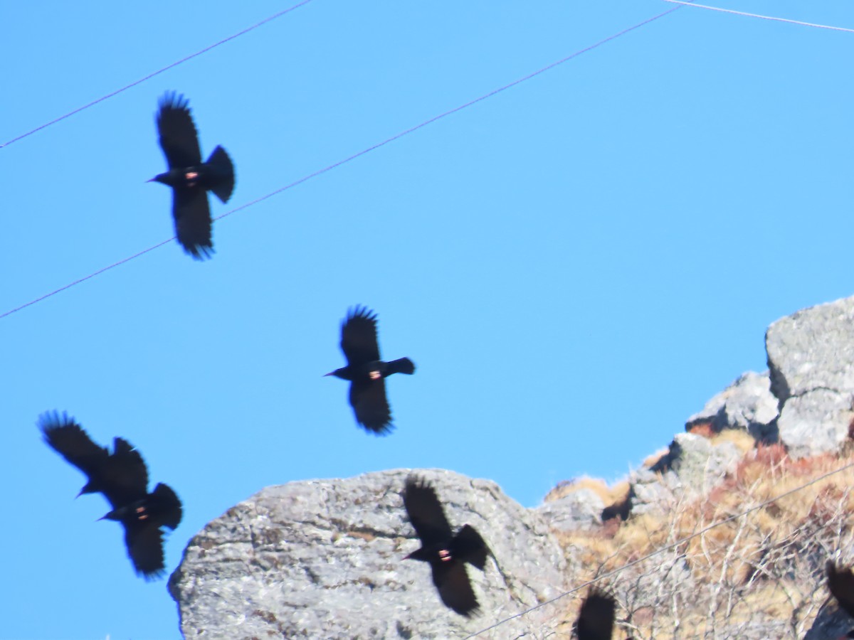 Red-billed Chough - ML646589526