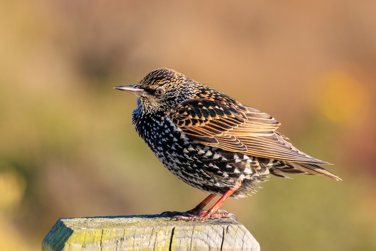 European Starling - ML646589528