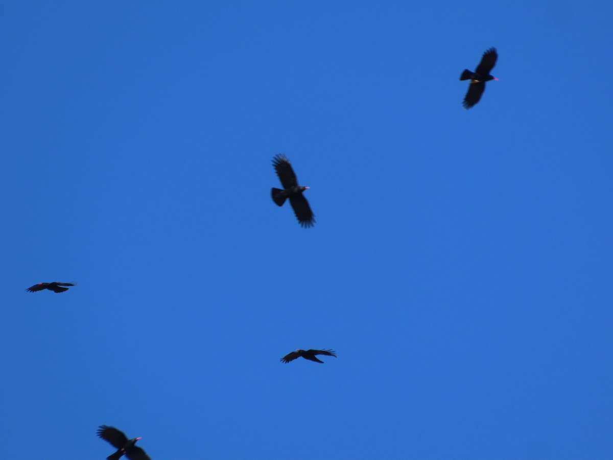 Red-billed Chough - ML646589529