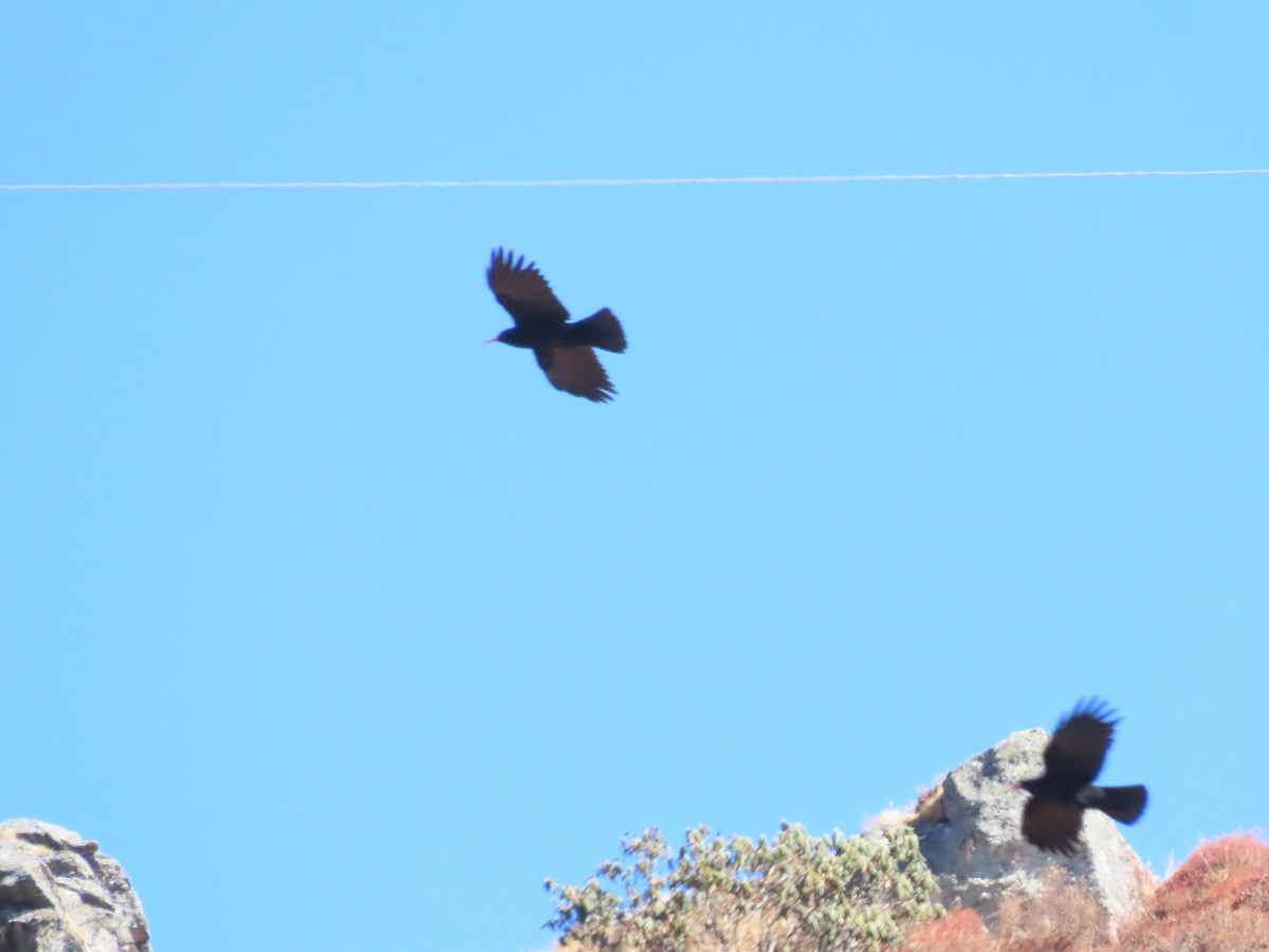 Red-billed Chough - ML646589530