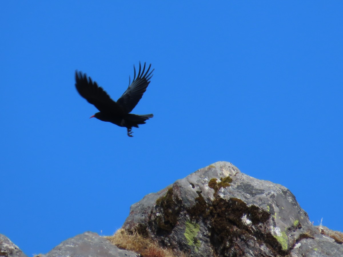 Red-billed Chough - ML646589531