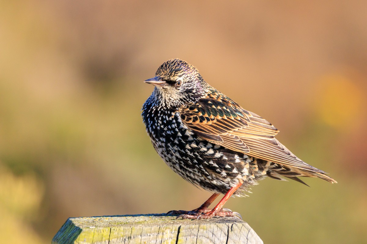 European Starling - ML646589532