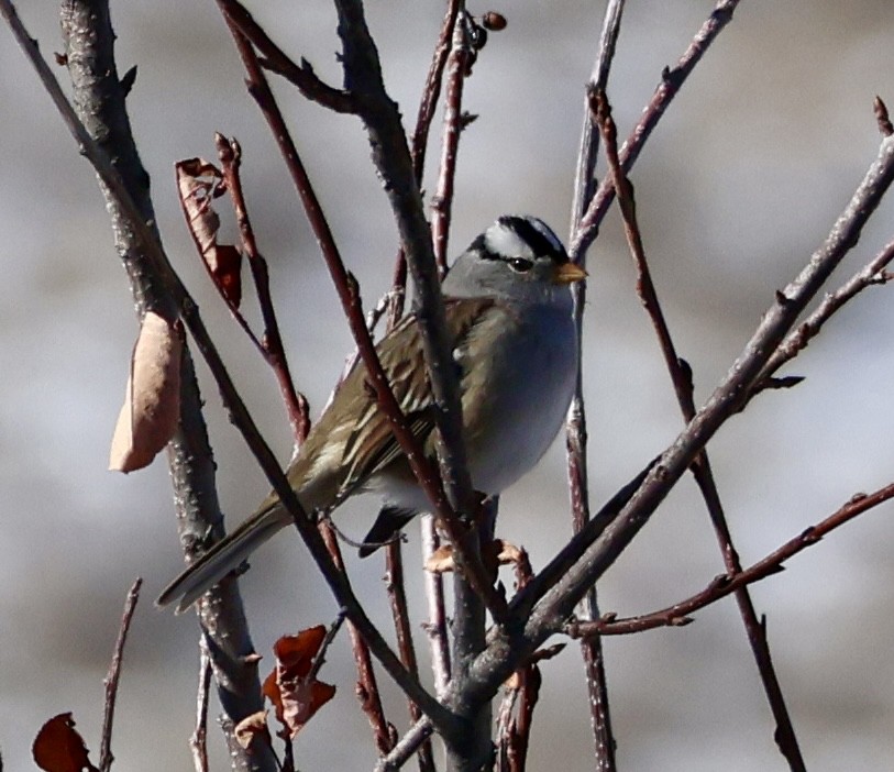 White-crowned Sparrow - ML646589539