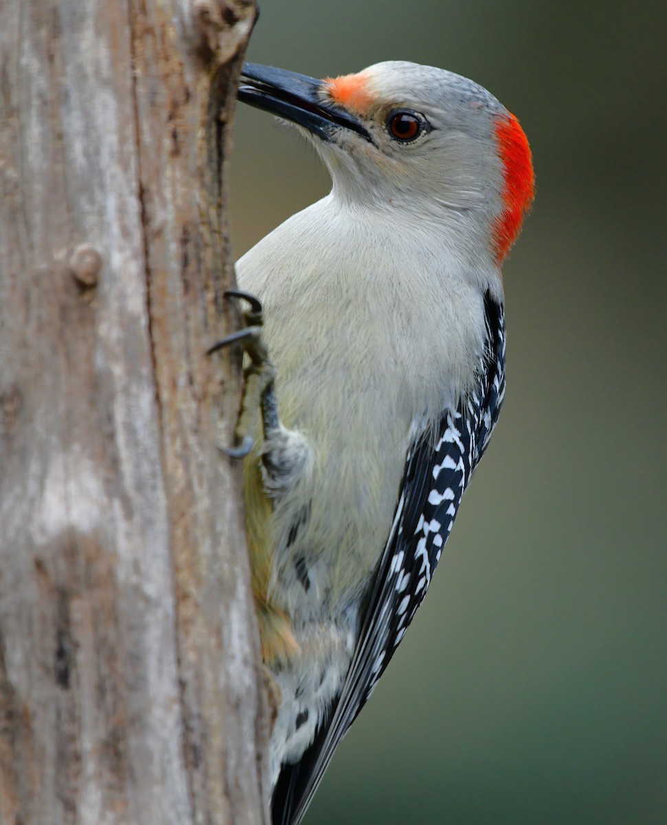 Red-bellied Woodpecker - ML646589540