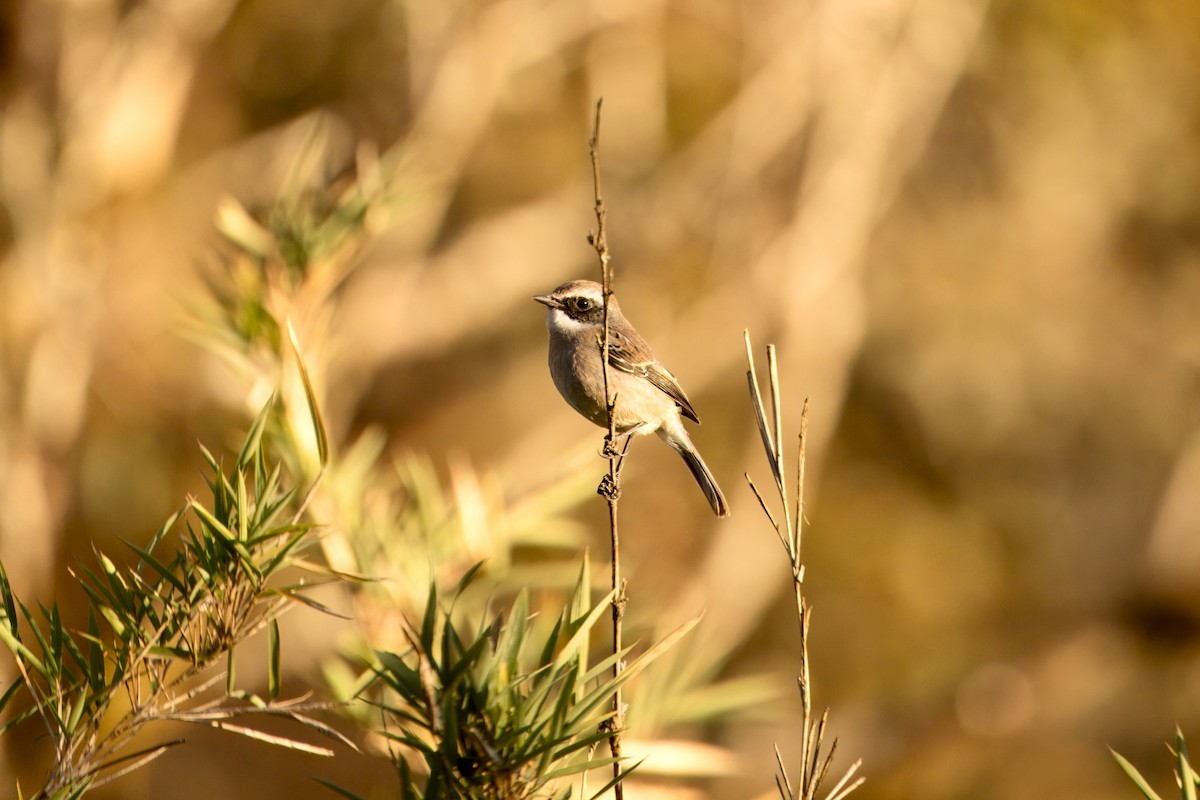 Gray Bushchat - ML646589541