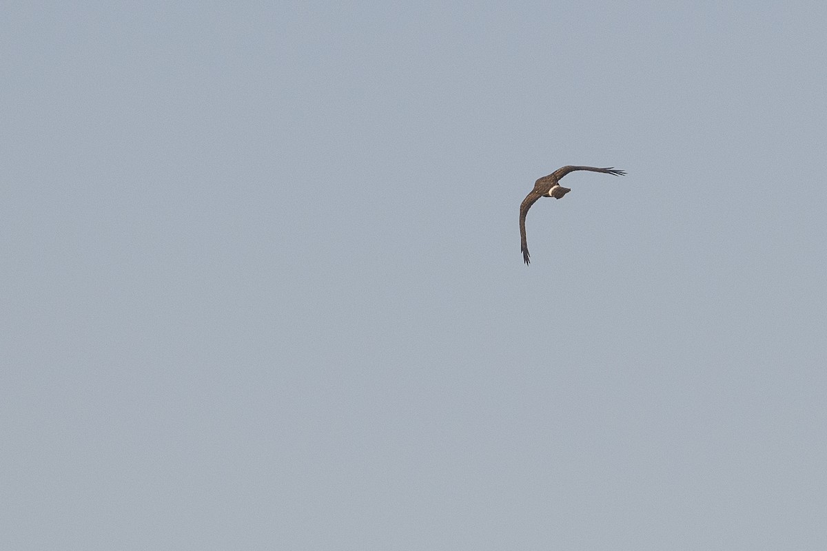 Американский лунь - ML646589542