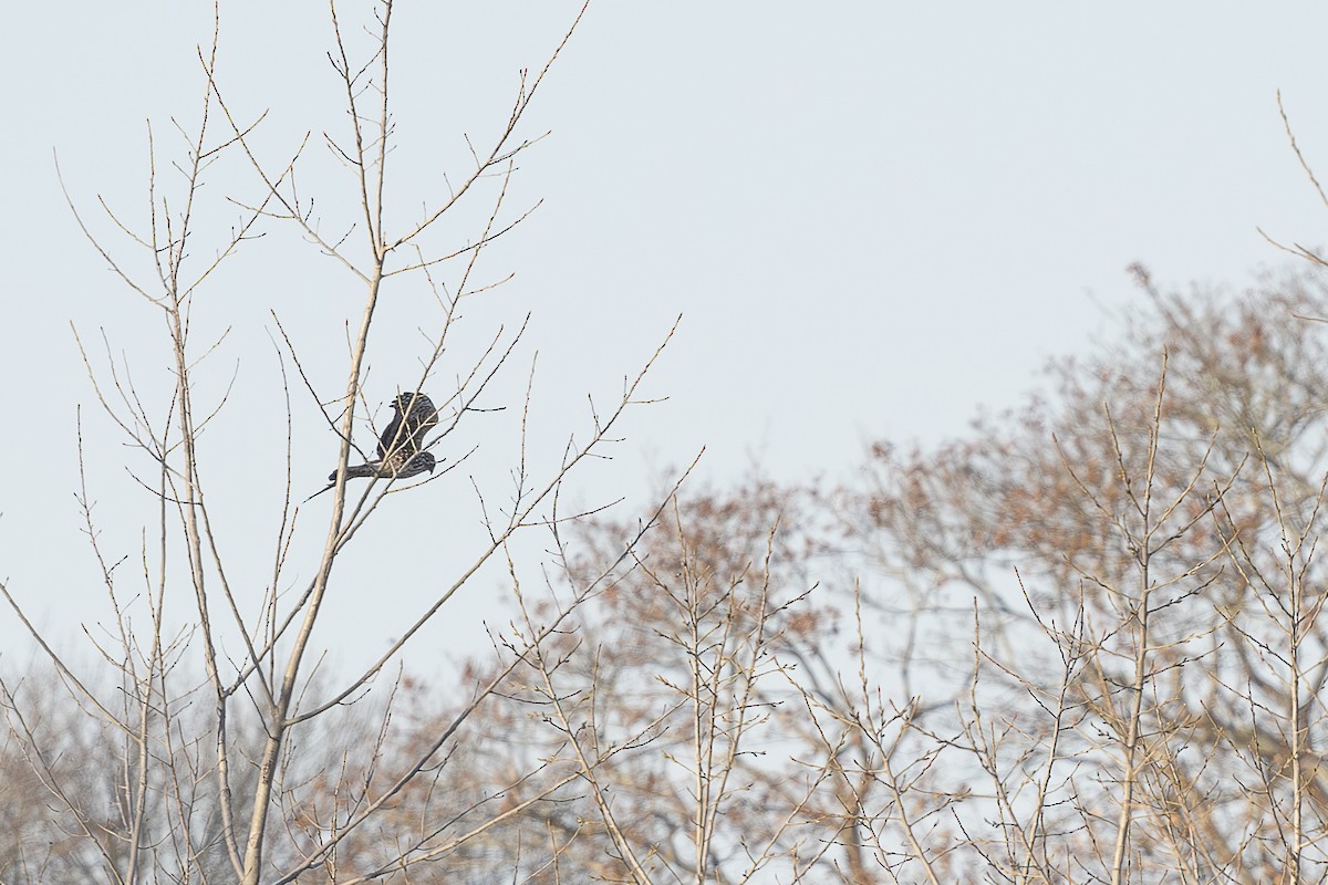 Американский лунь - ML646589544