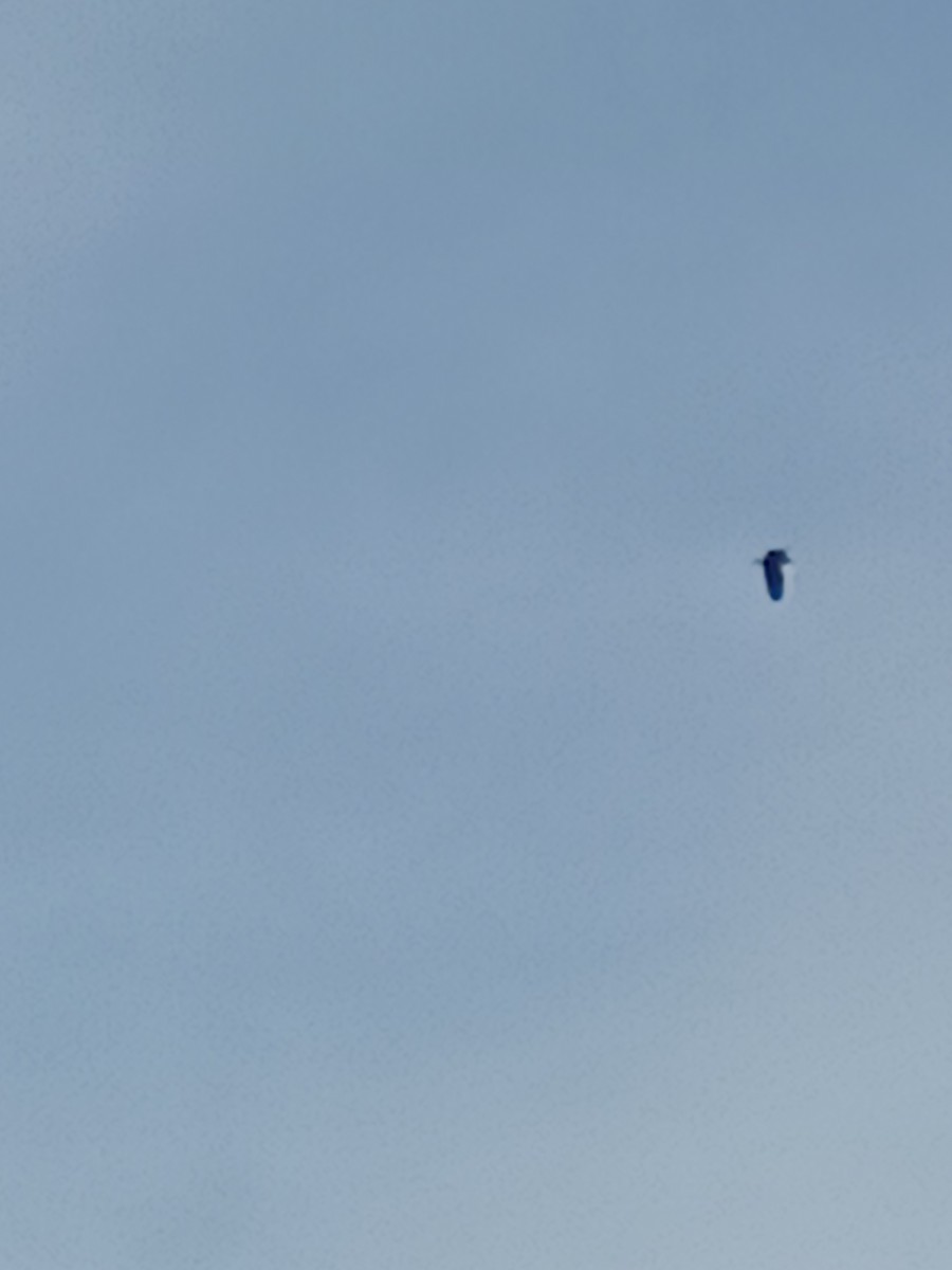 Bald Eagle - ML646589545