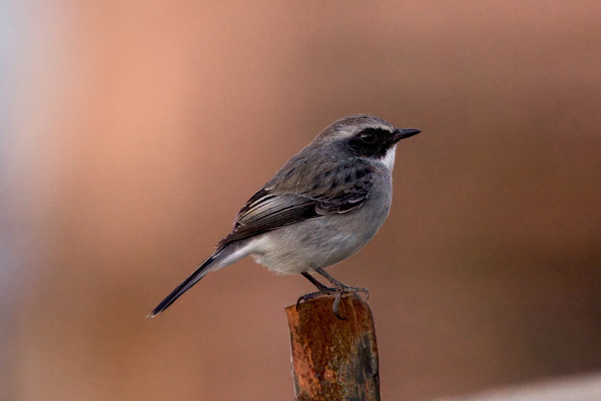 Gray Bushchat - ML646589546