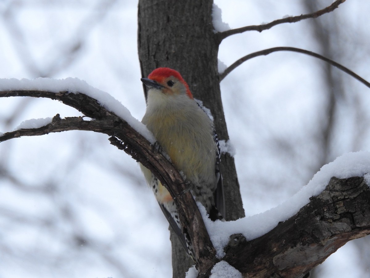 Red-bellied Woodpecker - ML646589547