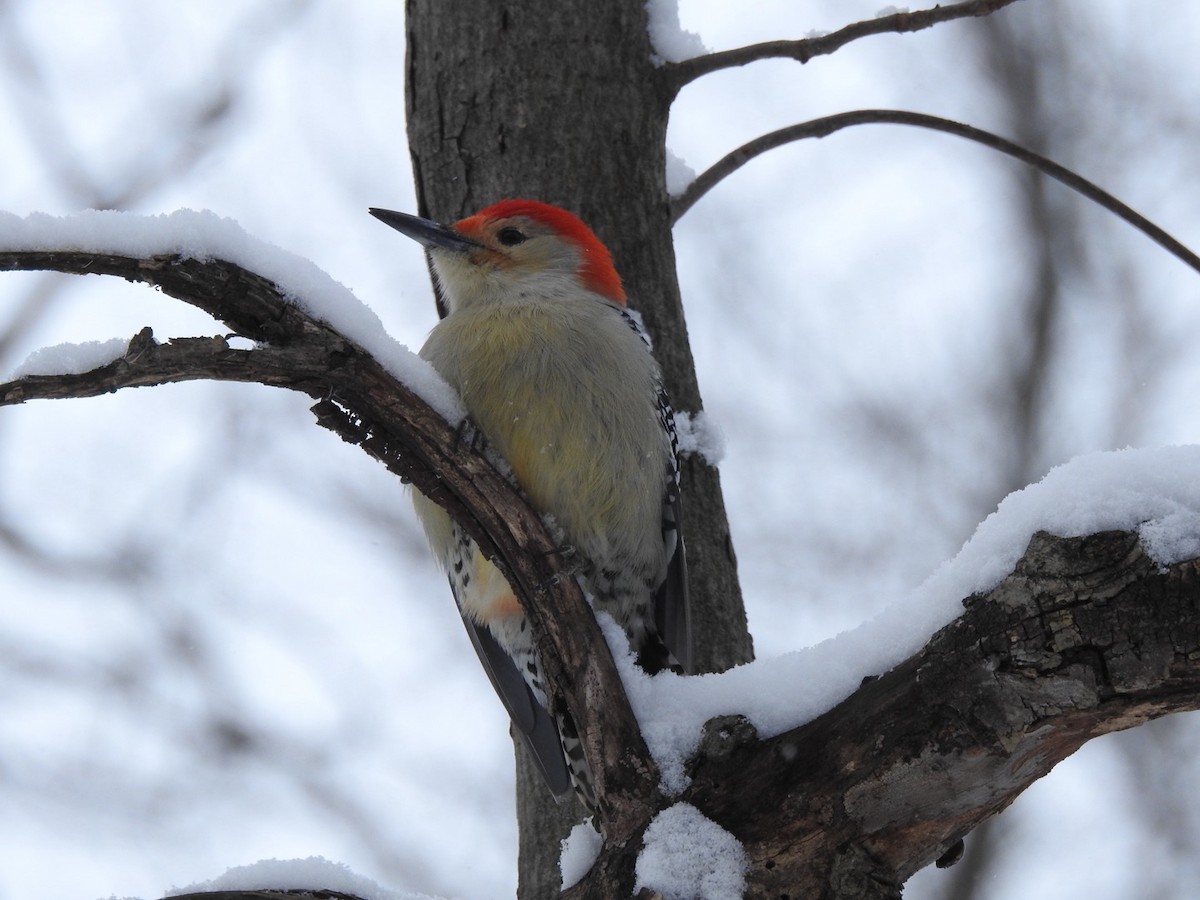 Red-bellied Woodpecker - ML646589548