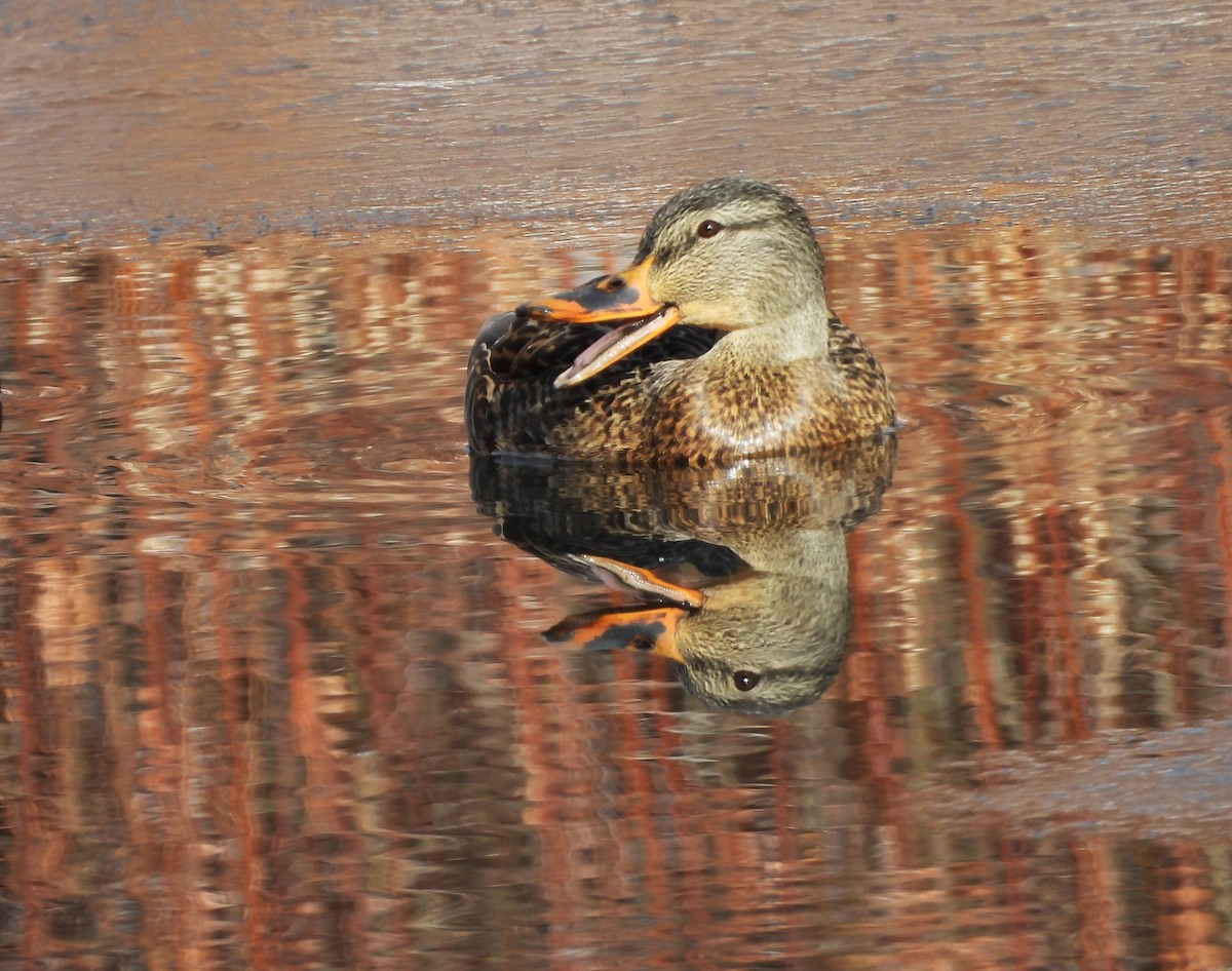 Mallard - ML646589553