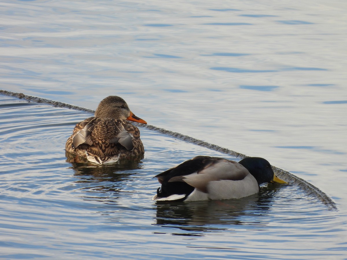 Mallard - ML646589557