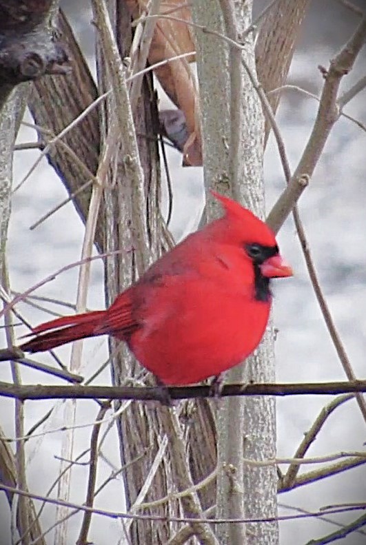 Northern Cardinal - ML646589558