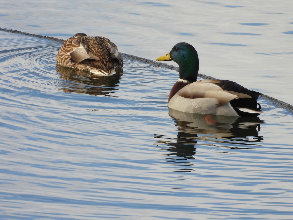 Mallard - ML646589559