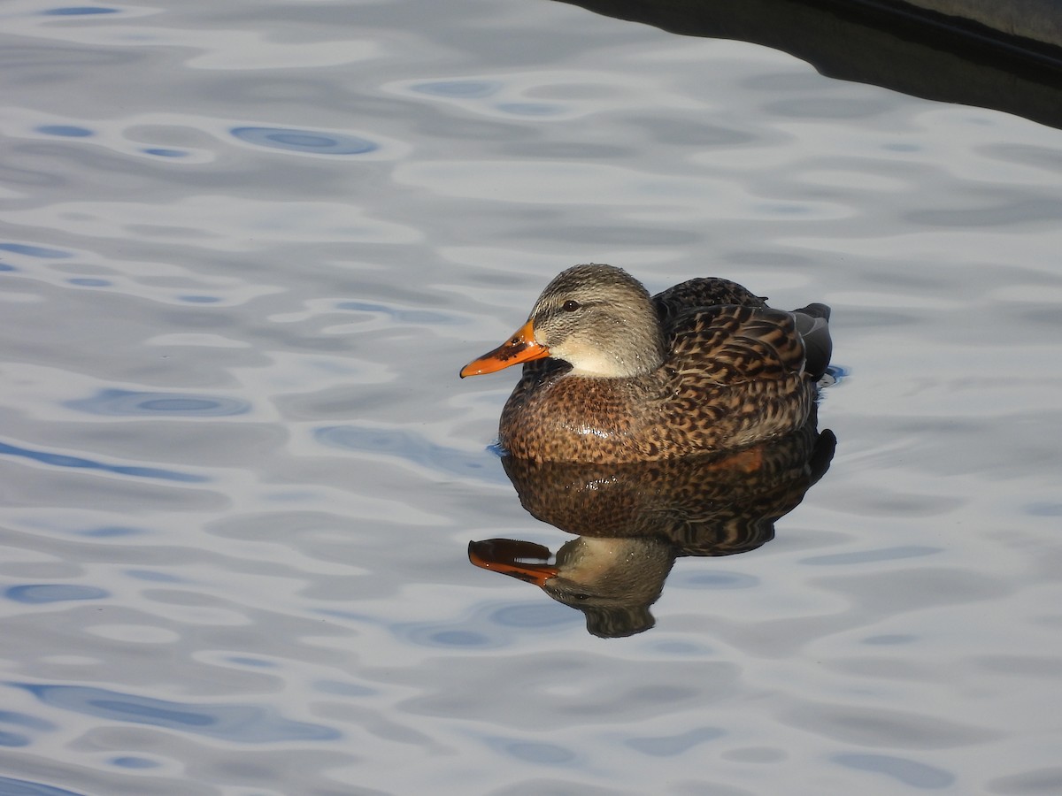 Mallard - ML646589561