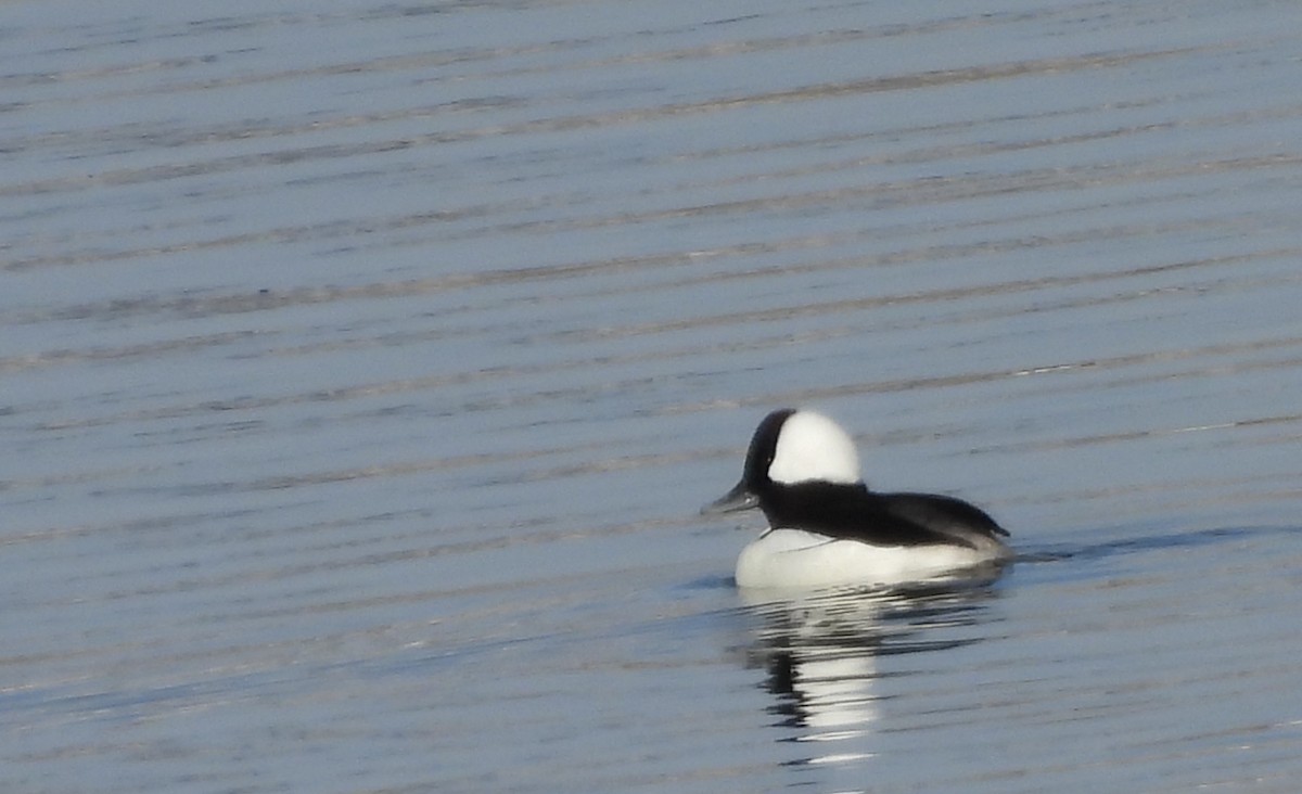 Bufflehead - ML646589567