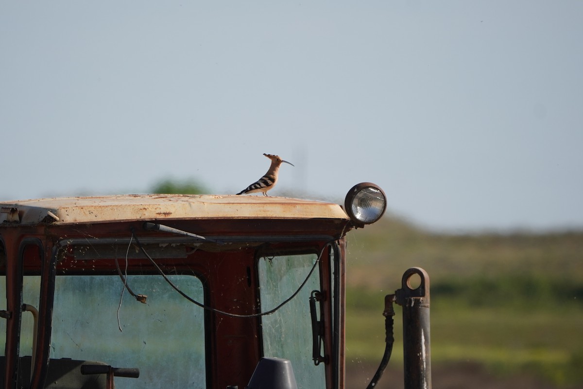 Common Hoopoe - ML646589568