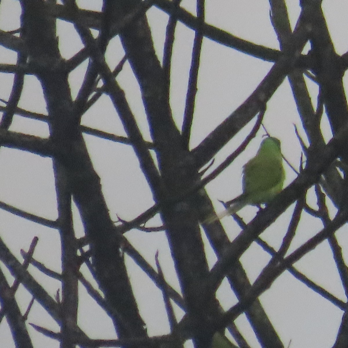 Gray-headed Parakeet - ML646589571