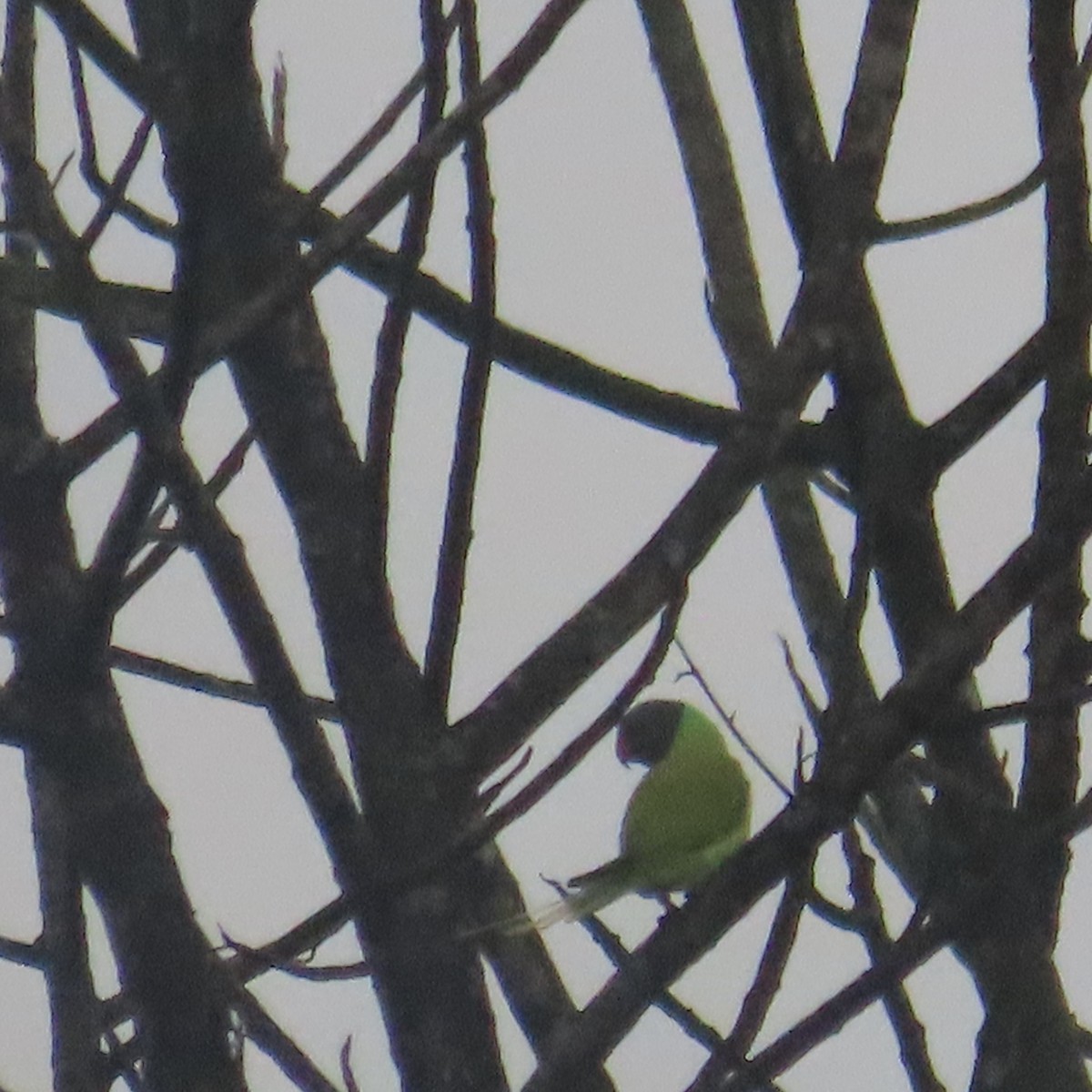 Gray-headed Parakeet - ML646589572