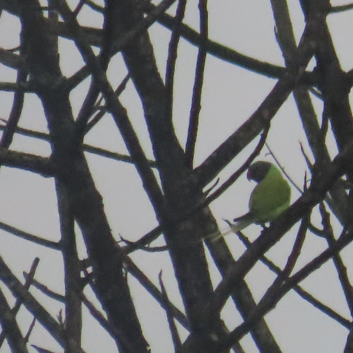 Gray-headed Parakeet - ML646589575