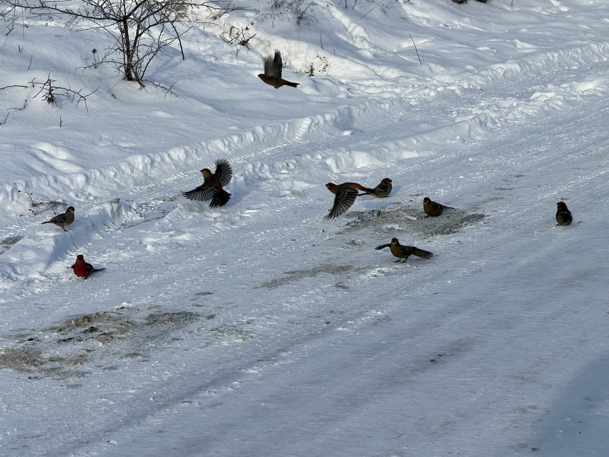 Pine Grosbeak - ML646589576