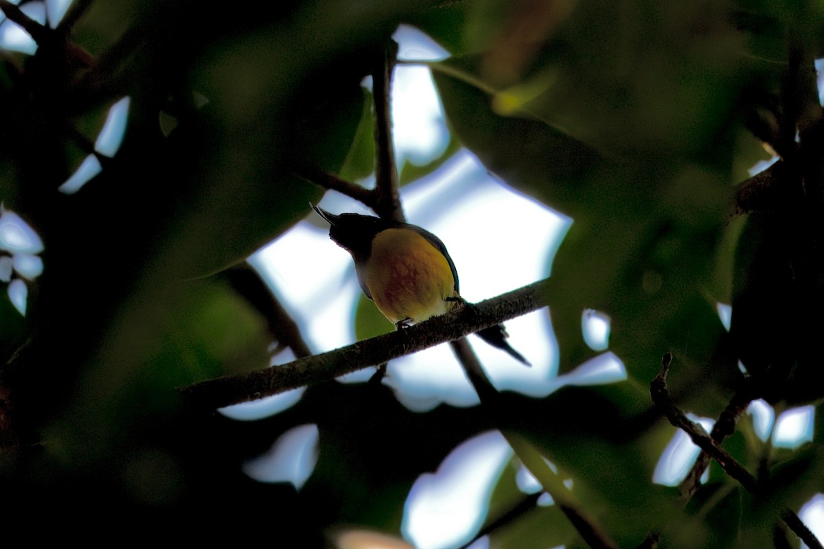 Green-tailed Sunbird - ML646589580