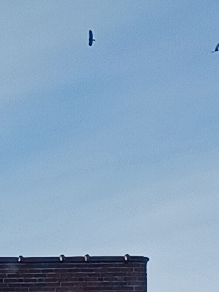 Bald Eagle - ML646589583