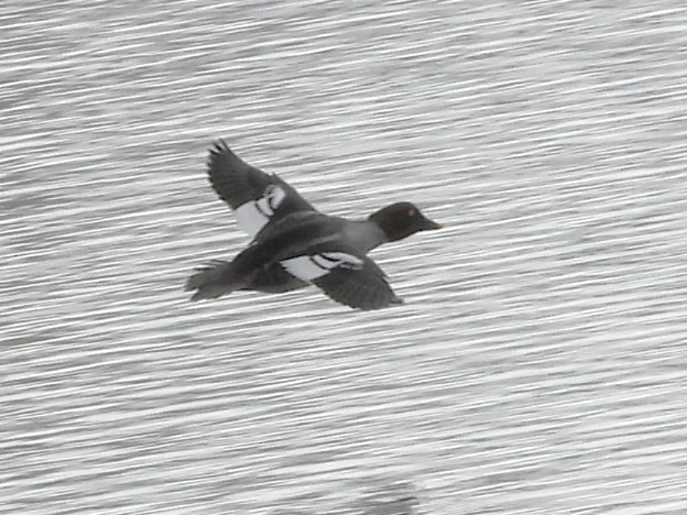 Common Goldeneye - ML646589584