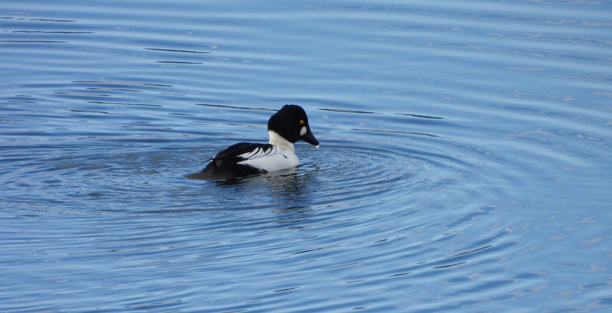 Common Goldeneye - ML646589586